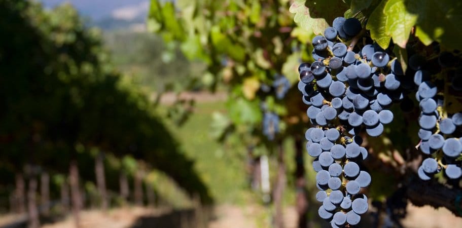 Dinner Event: Dolce & The Omaha Wine Company – March 24, 2022